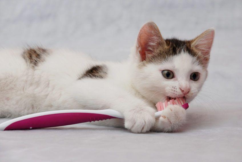 Mały kotek trzyma szczoteczkę do zębów