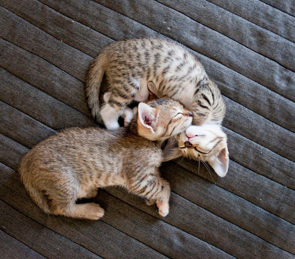 dwa śpiące kocięta