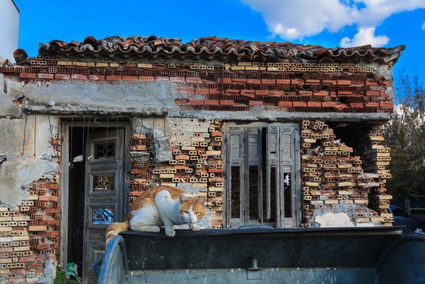 kot w krajobrazie po trzęsieniu ziemi