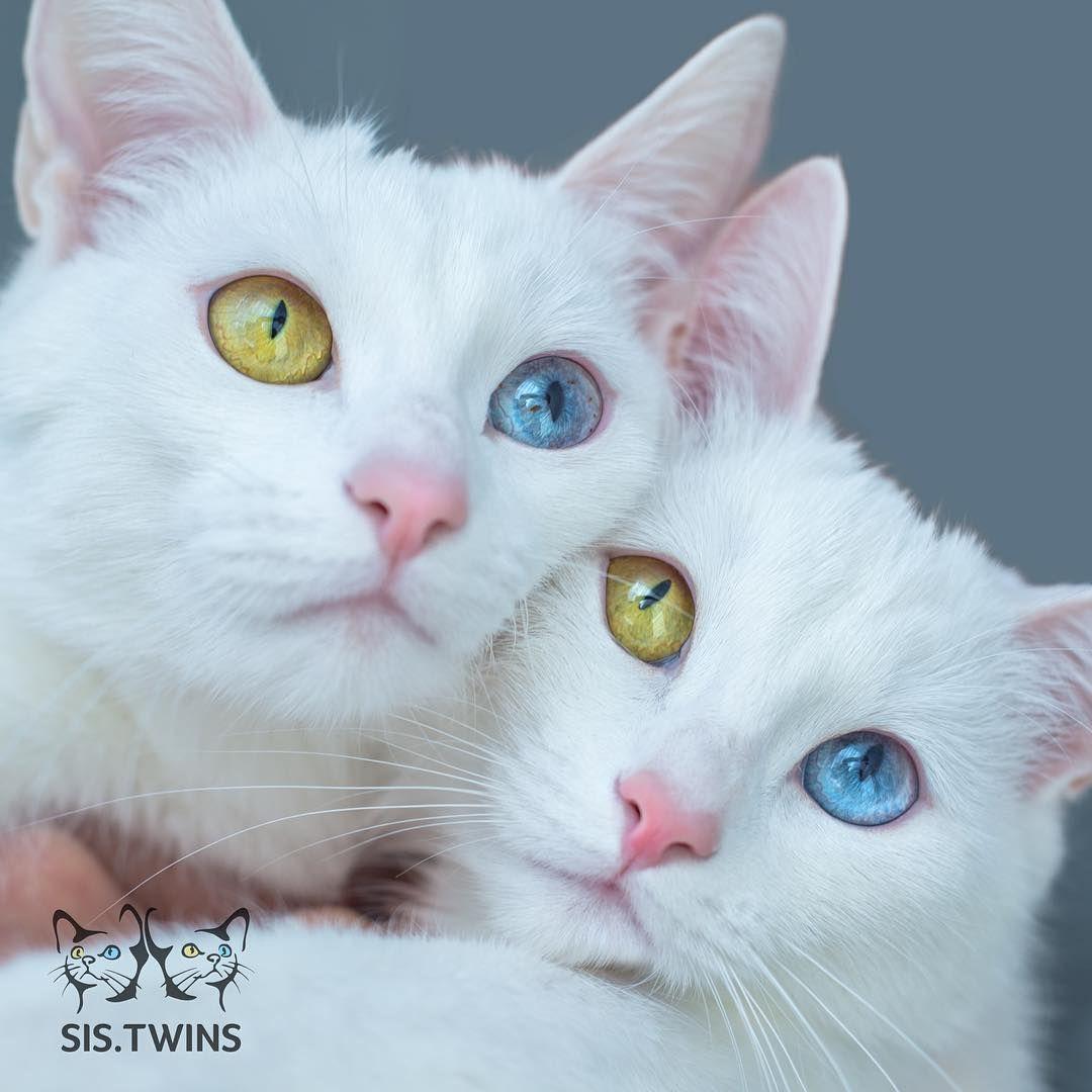 kolorowe oczy u kota