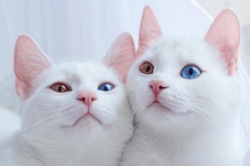 sis.twins koty z heterochromią