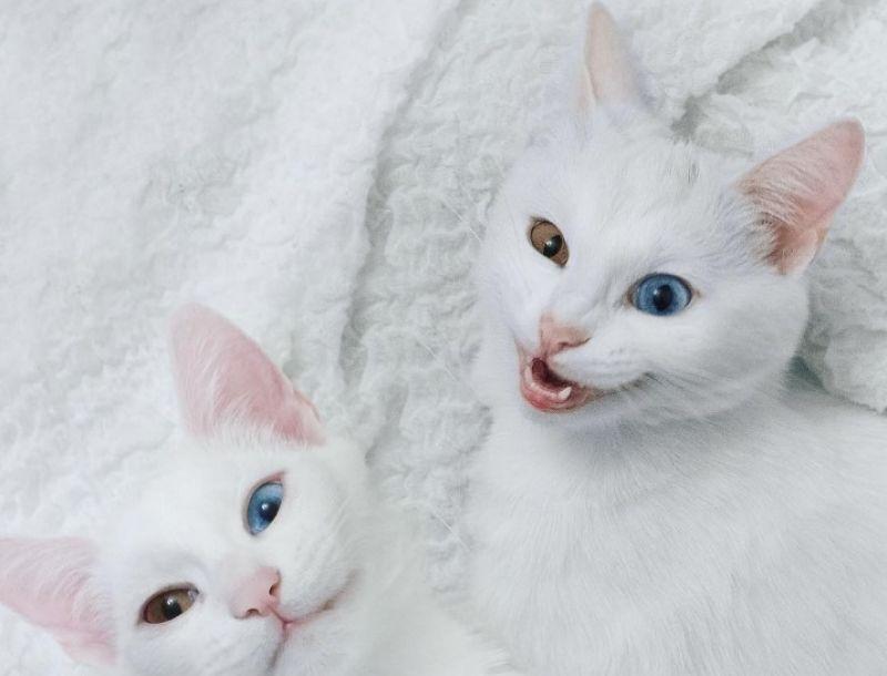 sis.twins koty z heterochromią