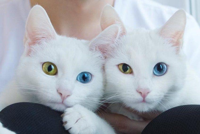 dwa białe koty o różnokolorowych oczach