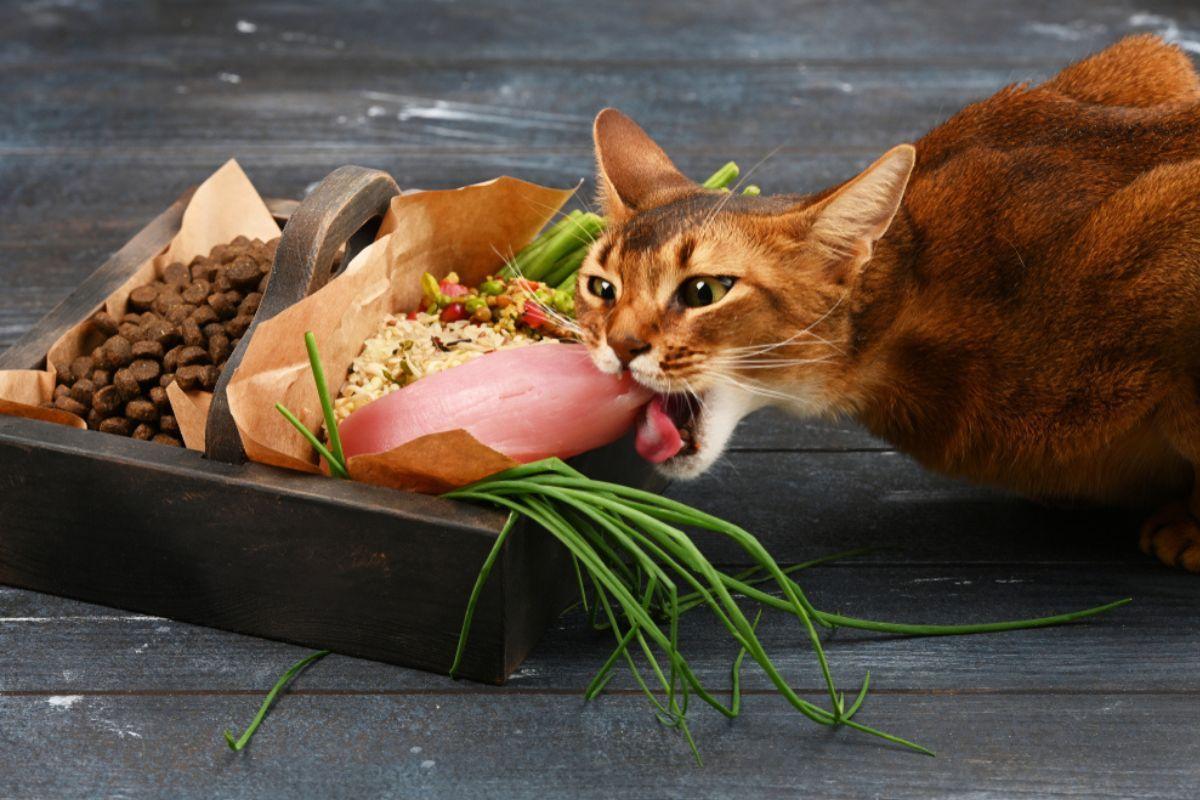 składniki w karmie dla kota