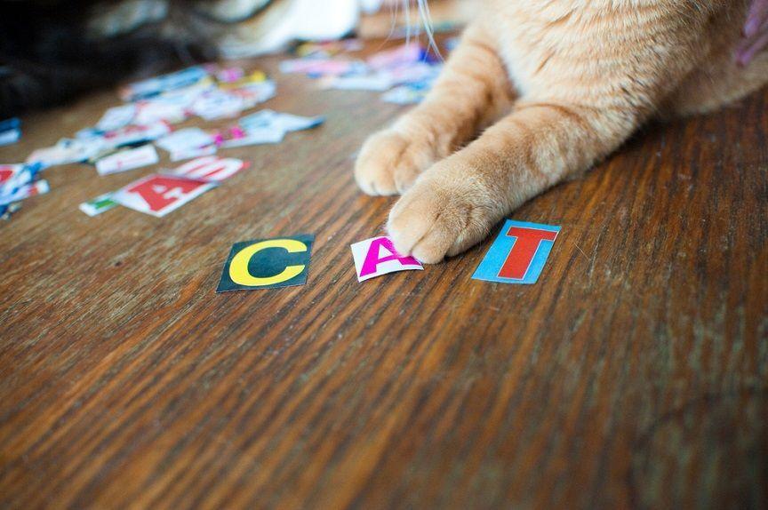 Pochodzenie słowa kot nie jest do końca jasne, ale dziś je wyjaśniamy.