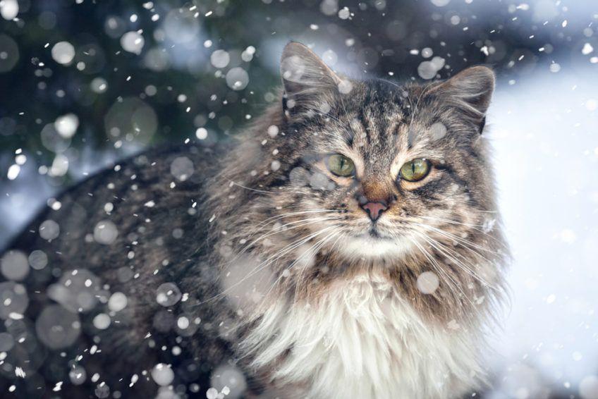 kot i śnieg