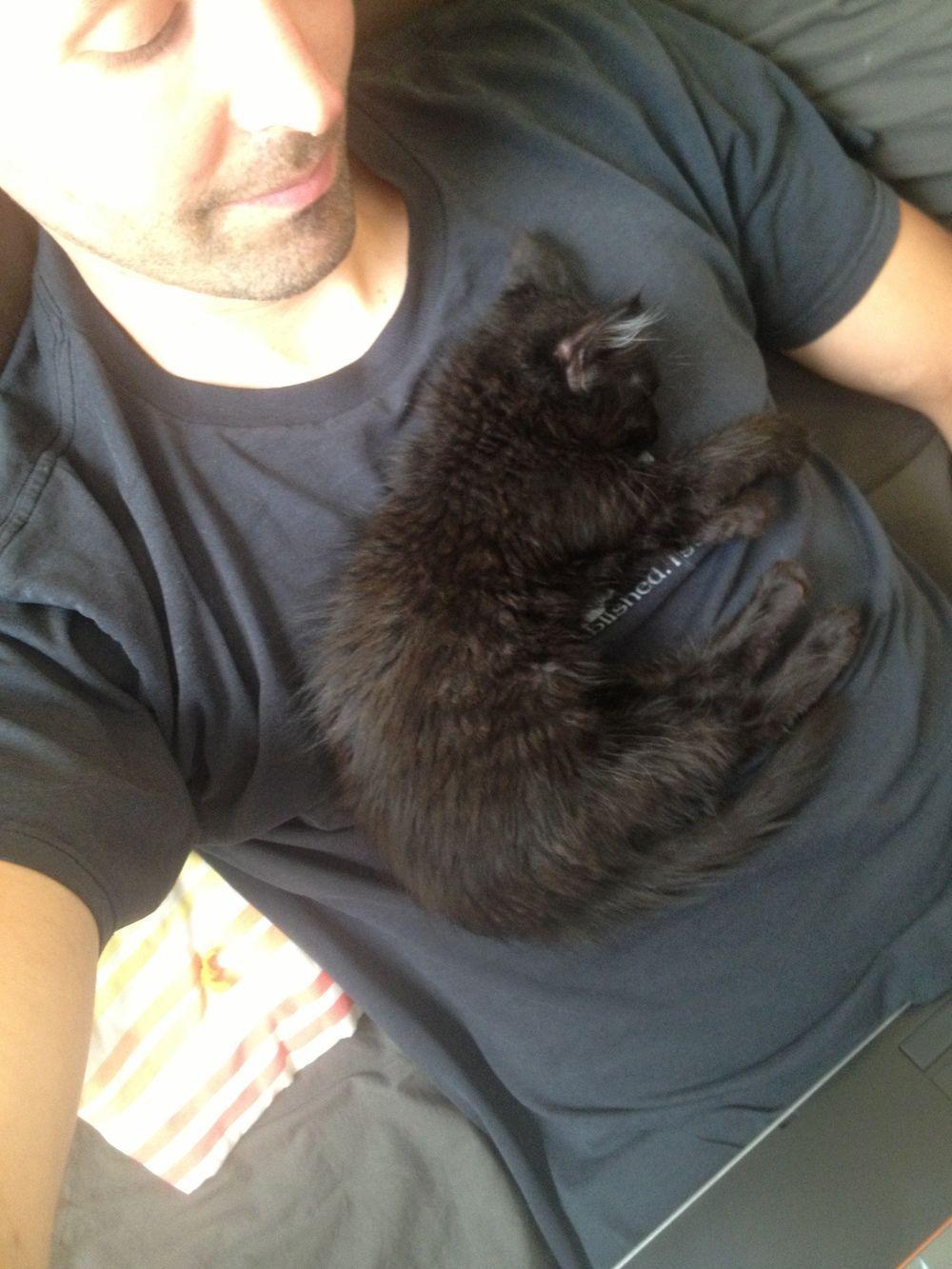 mały czarny kociak śpi na człowieku
