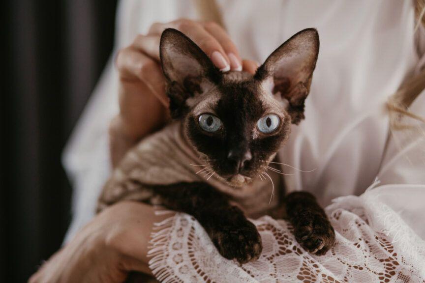 rasy kotów z błękitnymi oczami