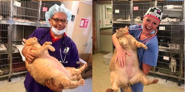 symba bardzo gruby kot w lecznicy