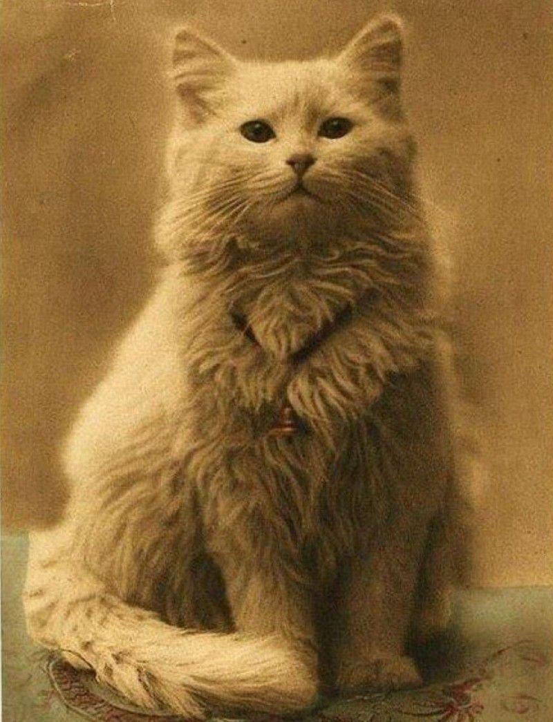 najstarsze zdjęcie kota