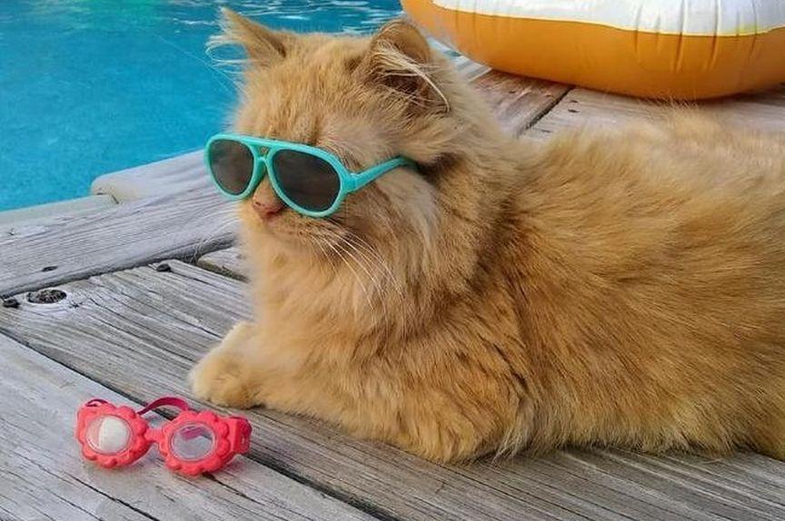 pływający kot Tissy