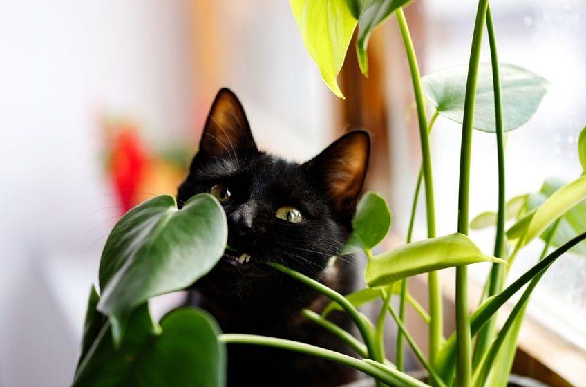 rośliny toksyczne dla kota