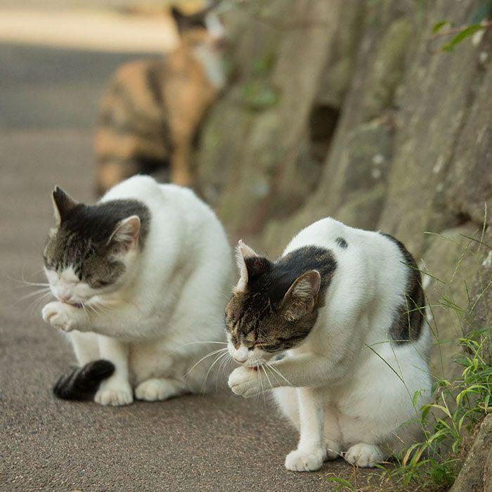 tokyo-stray-cat-photography-busanyan-masayuki-oki-japan-a43-57616a6c4b6d8__700.jpg