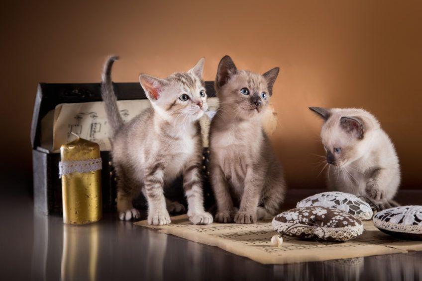 Trzy kocięta kota tonkijskiego w studio