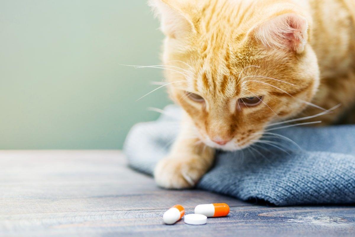 trujące leki dla kota