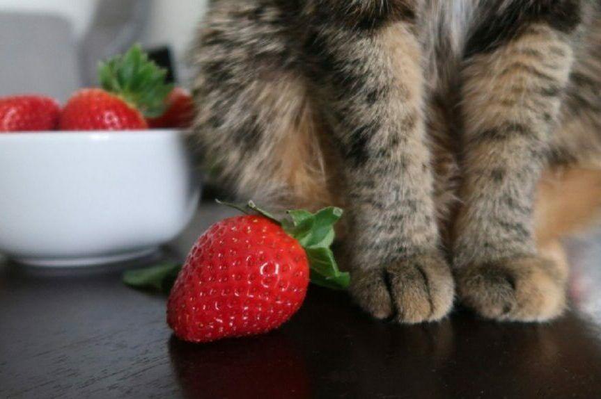 czy kot może jeść truskawki