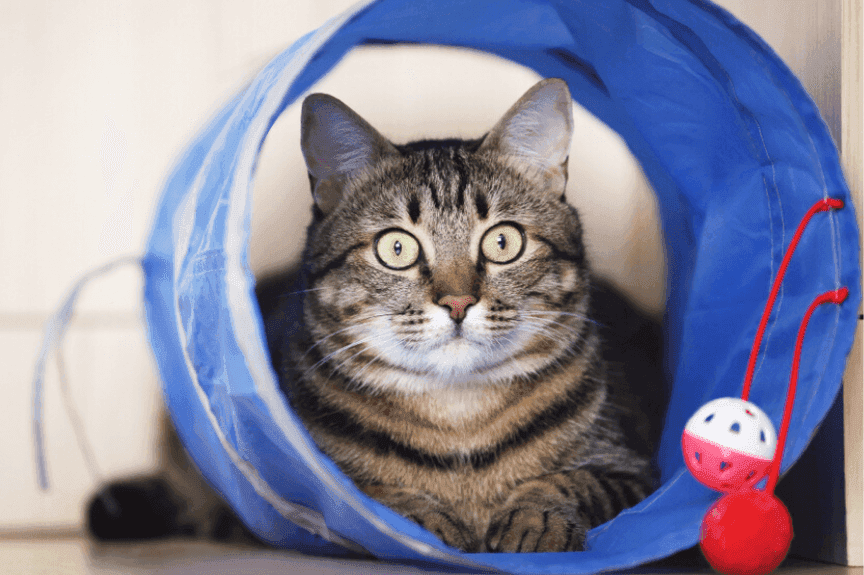 tunel dla kota