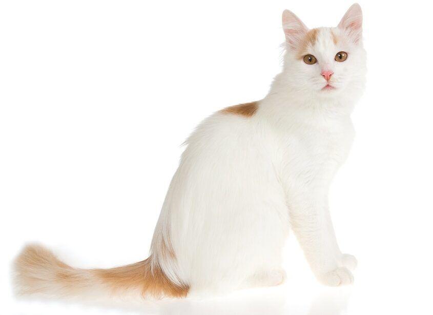 rasa białych kotów - van turecki