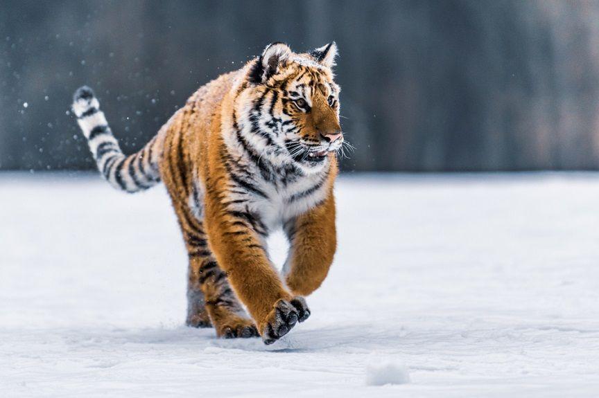 Co wiesz o tygrysach? Jesteś ekspertem od dzikich kotów? A może twoja wiedza jest na poziomie szkolnym? Sprawdź się!