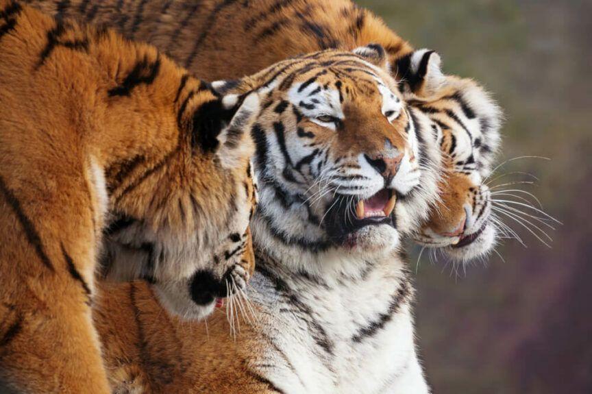 uratowany ze szponów 3 tygrysów