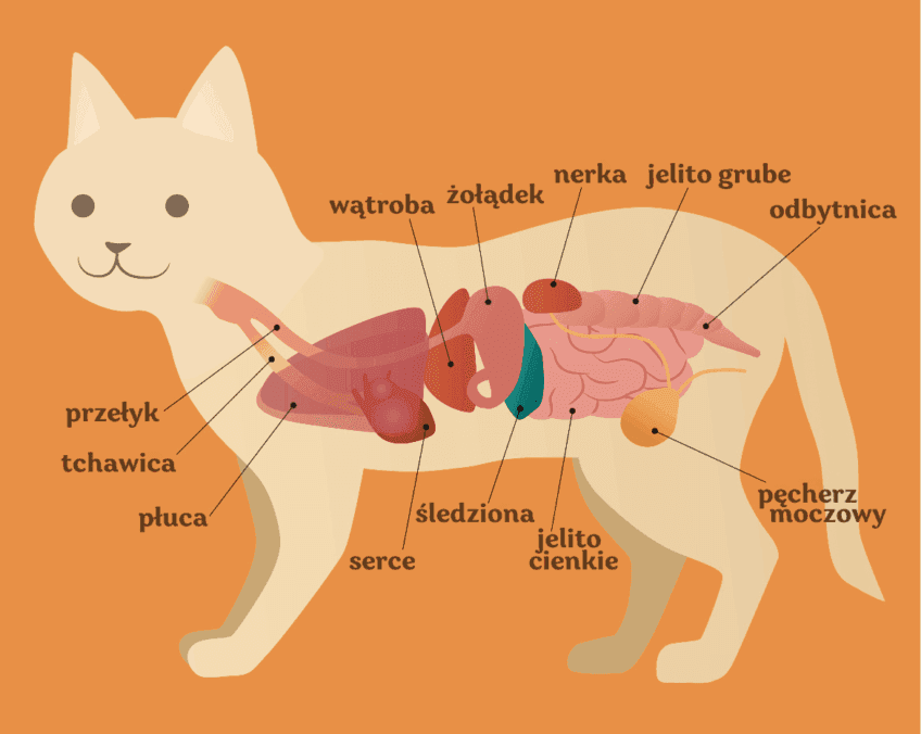 układ pokarmowy kota
