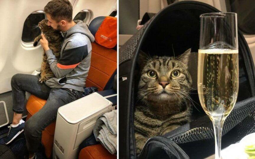 przemycił kota do samolotu