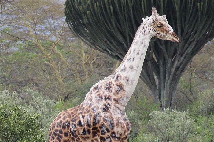 żyrafa z bielactwem