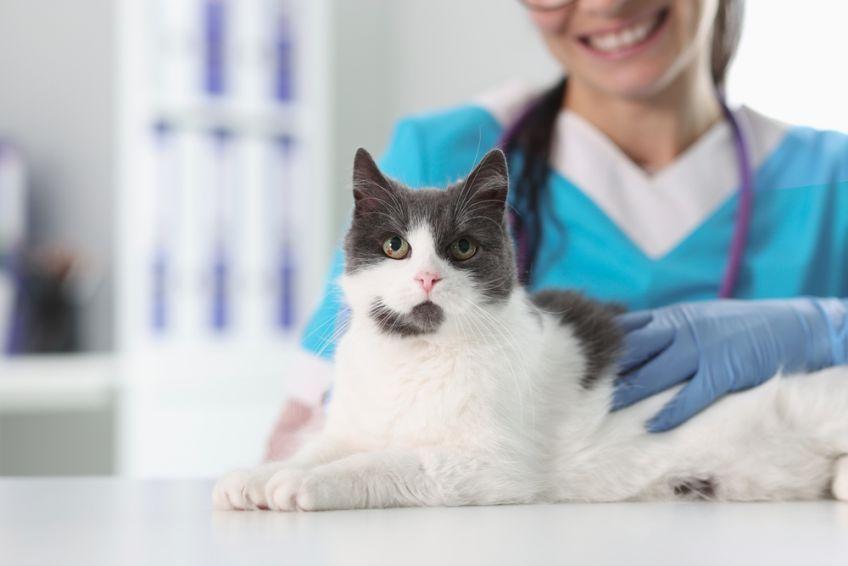 walentynki z kotem profilaktyczny przegląd zdrowia