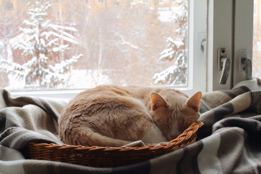 Kot śpi w koszyku przy oknie. Czy potrzebuje więcej jedzenia?