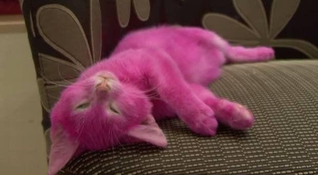kot przefarbowany na różowo