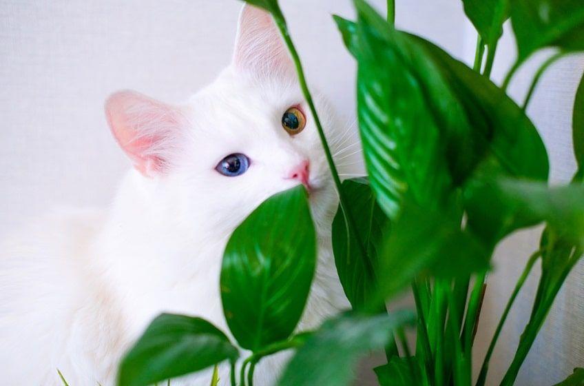 zatrucie rośliną u kota