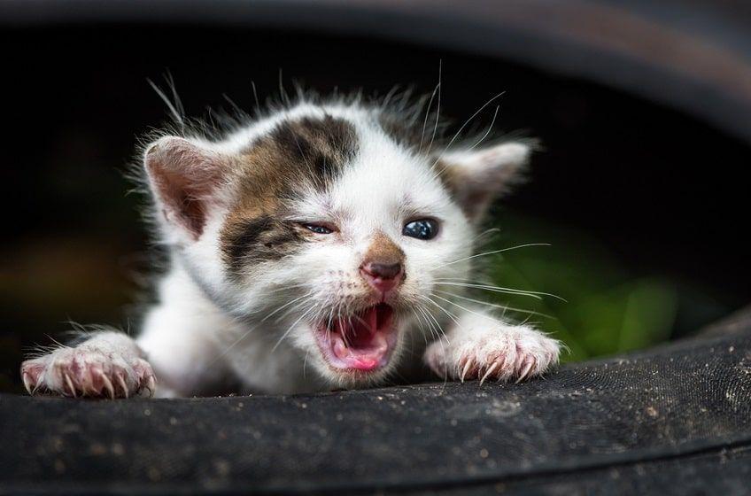 zęby kota po urodzenia-min.jpg