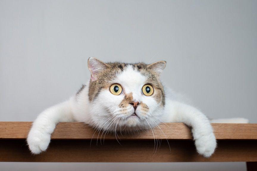 Te ciekawostki o kotach sprawią, że spadniesz z krzesła!
