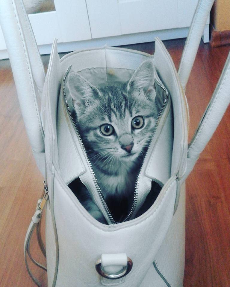 mały śliczny kotek w torebce