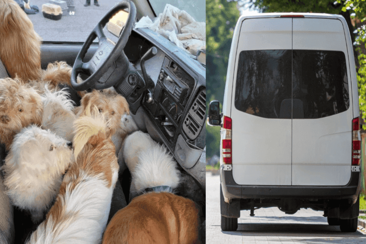 zwierzaki w furgonetce