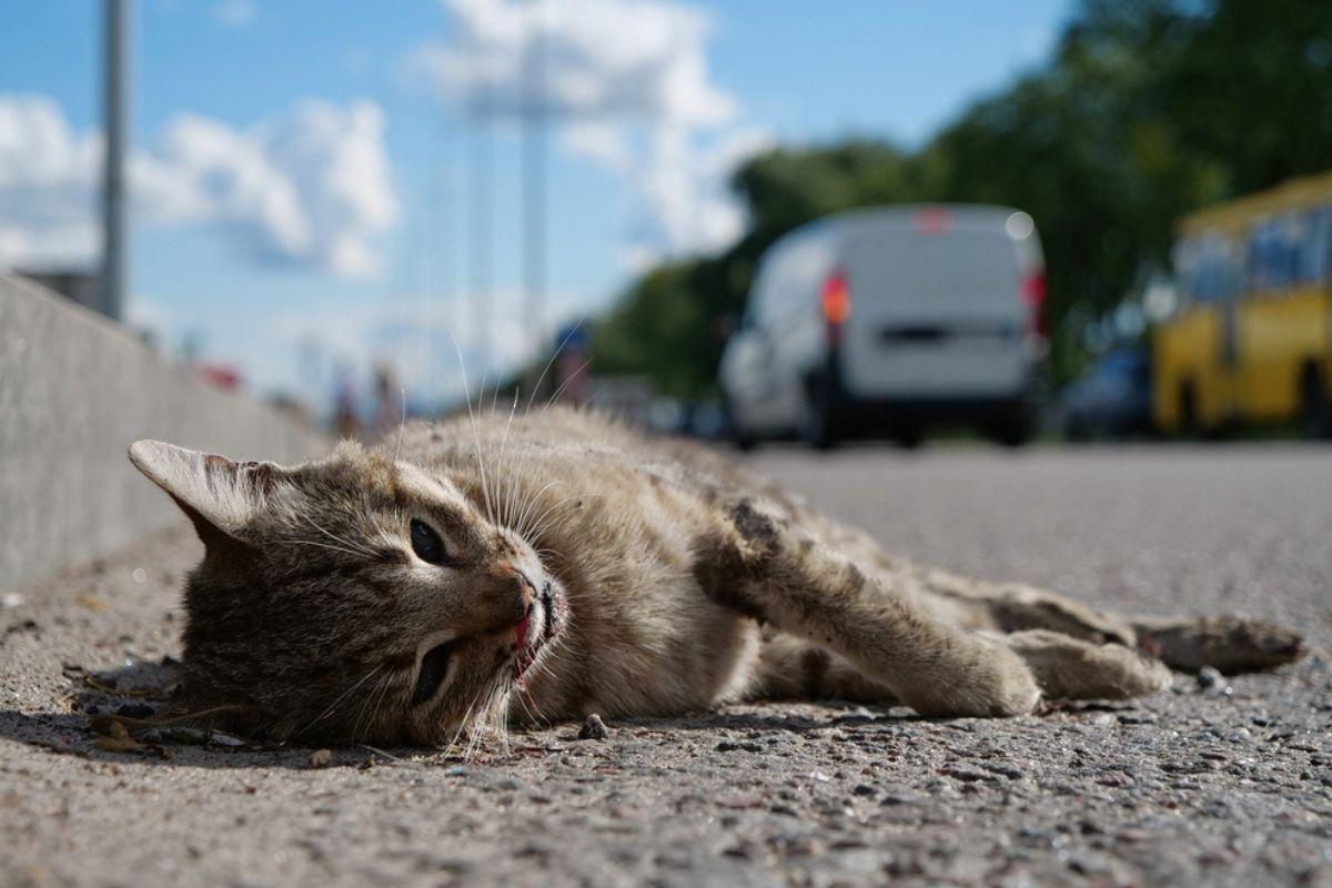 Ranny lub martwy kot na drodze – co zrobić w takiej sytuacji? | Koty.pl
