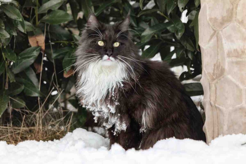 czarno-biały maine coon