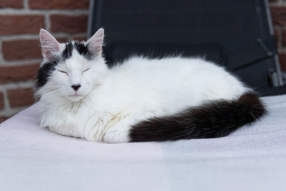 angora turecka