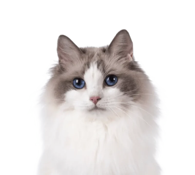 Ragdoll