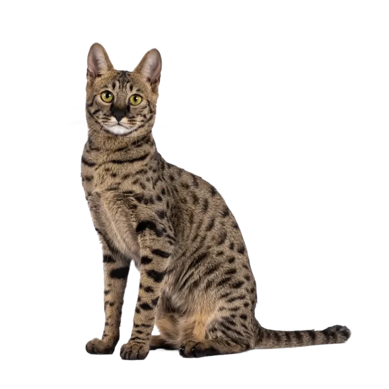 kot savannah