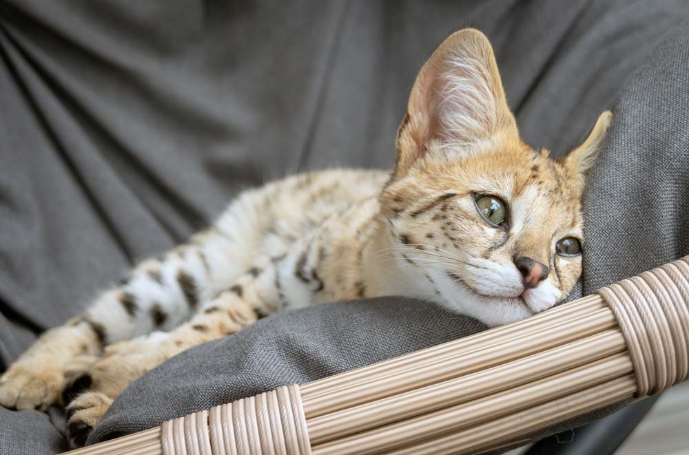 kot savannah