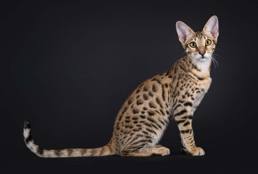 kot savannah
