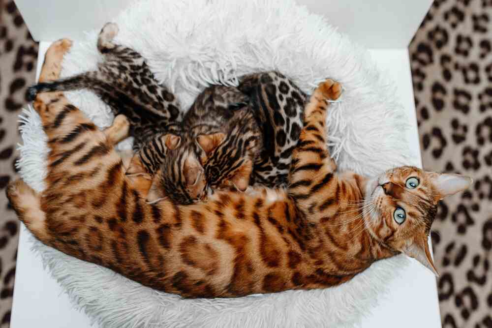 bengal