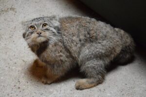 manul uciekł z zoo