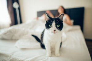 16 rzeczy które przydarzają się kociarzom