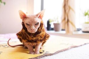 sfinks w ubranku