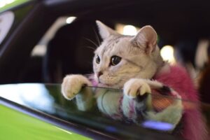 Torako, kot lambo