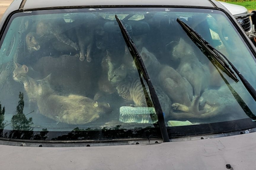 47 kotów w samochodzie