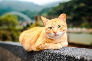 8 miejsc, które warto odwiedzić z kotem