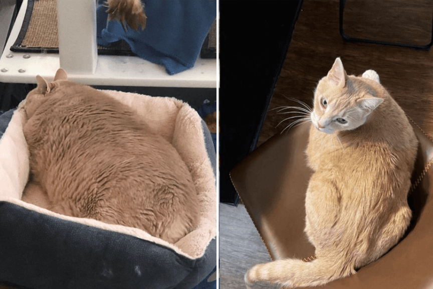 Bonson wazy połowę mniej